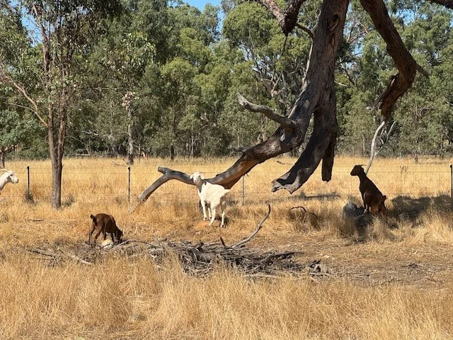 Additional image 12 of 43 Doggerts Lane, Wedderburn VIC 3518