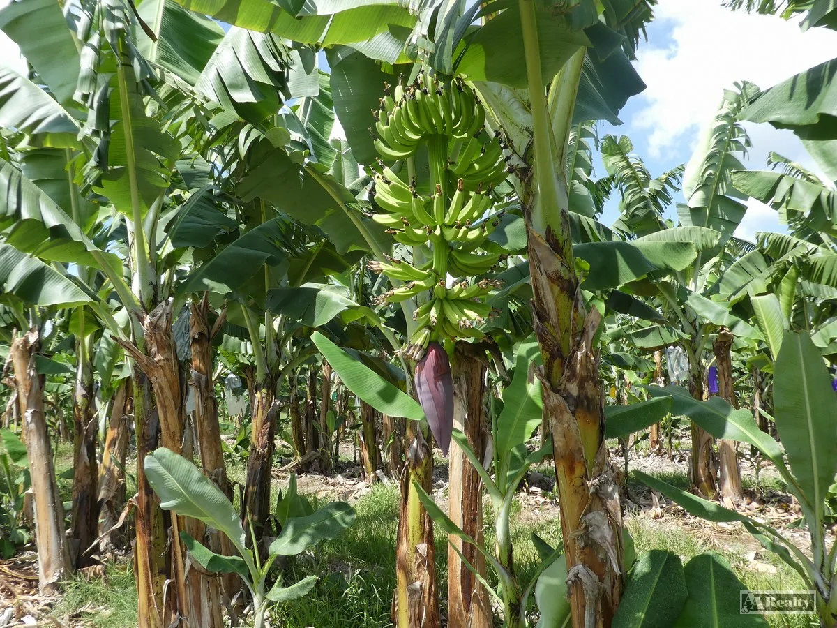 Additional image 14 of Lower Cowley QLD 4871