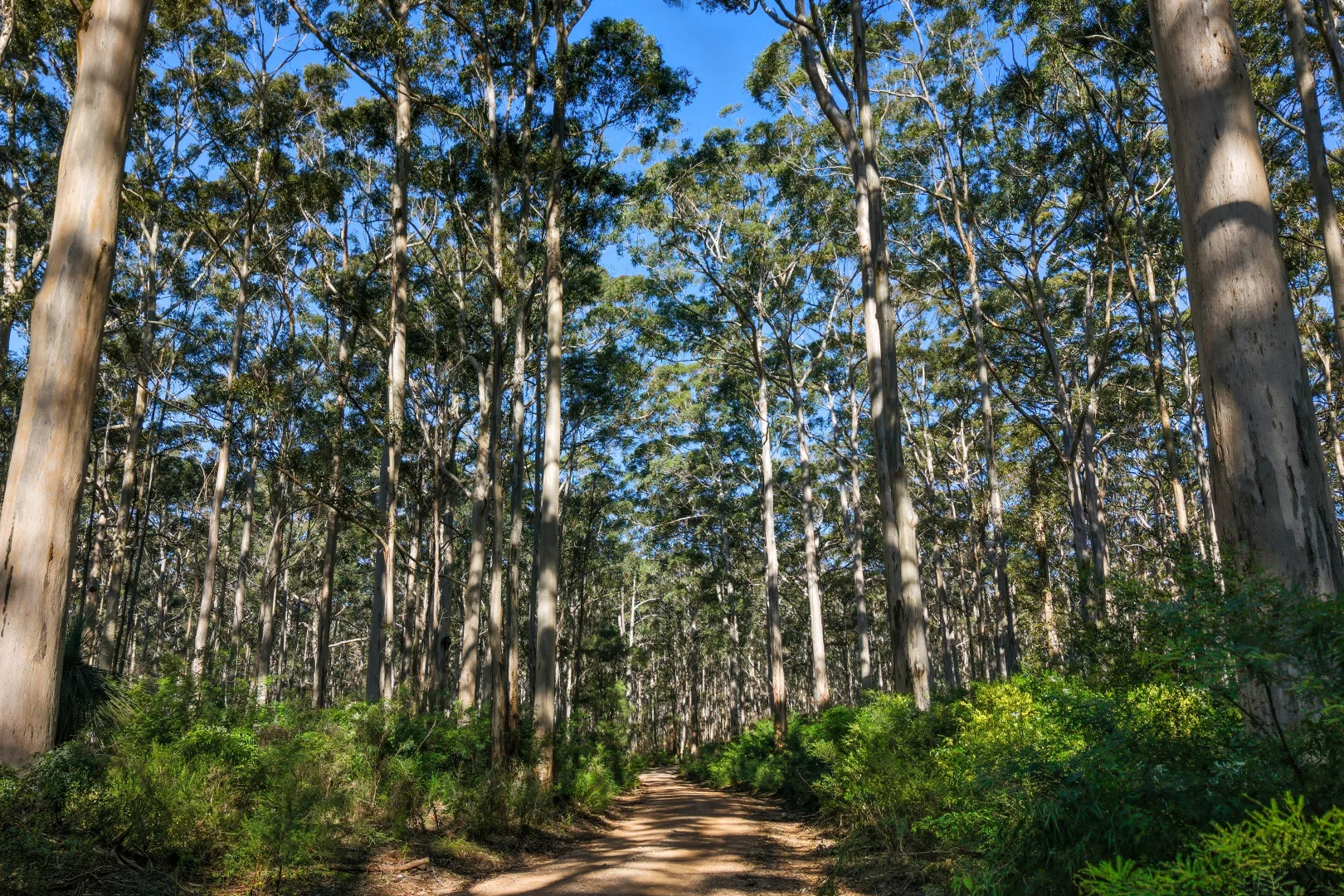 Additional image 3 of Lot PL 207 Sprigg Road, Witchcliffe WA 6286