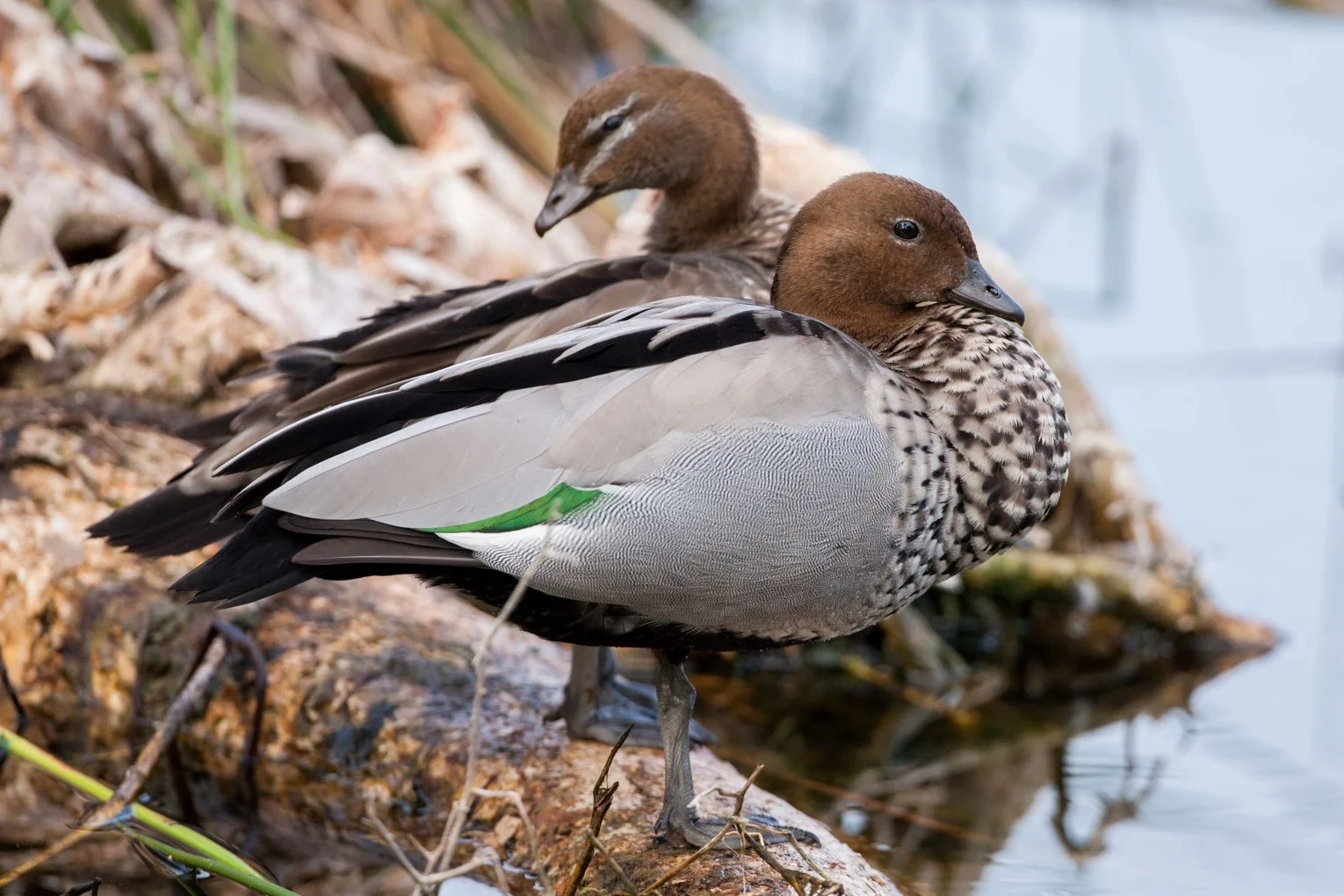 Additional image 5 of 21, 23, 25 Milne Road, The Rock NSW 2655