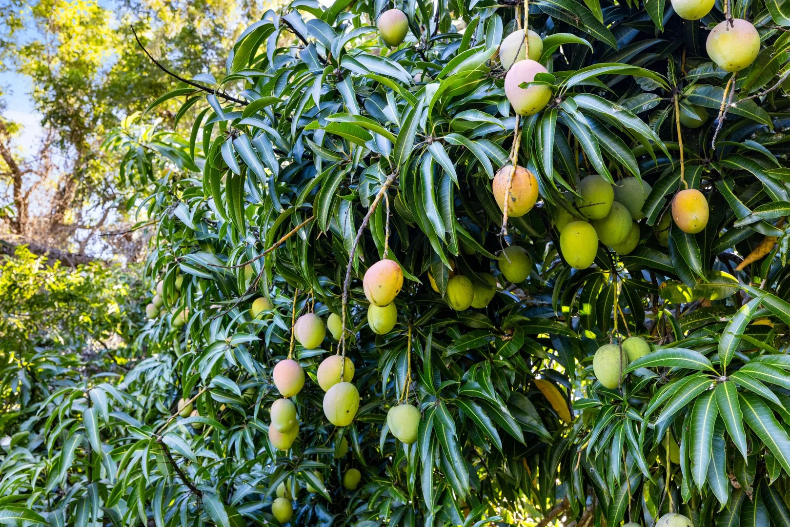 Additional image 33 of 370 Old Cob O Corn Road, Kyogle NSW 2474