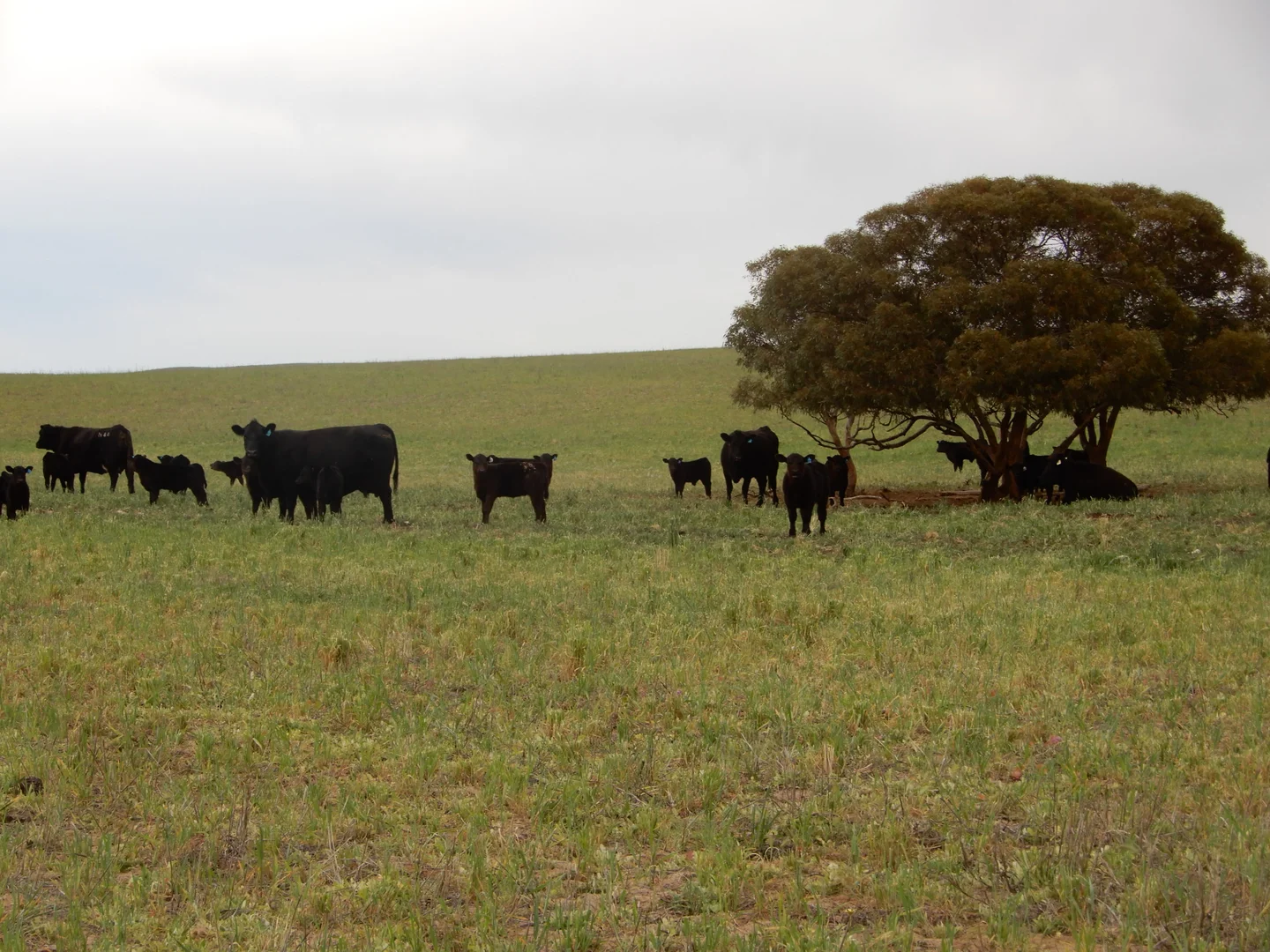 Additional image 14 of 1481 Parrakie North Road, Lameroo SA 5302