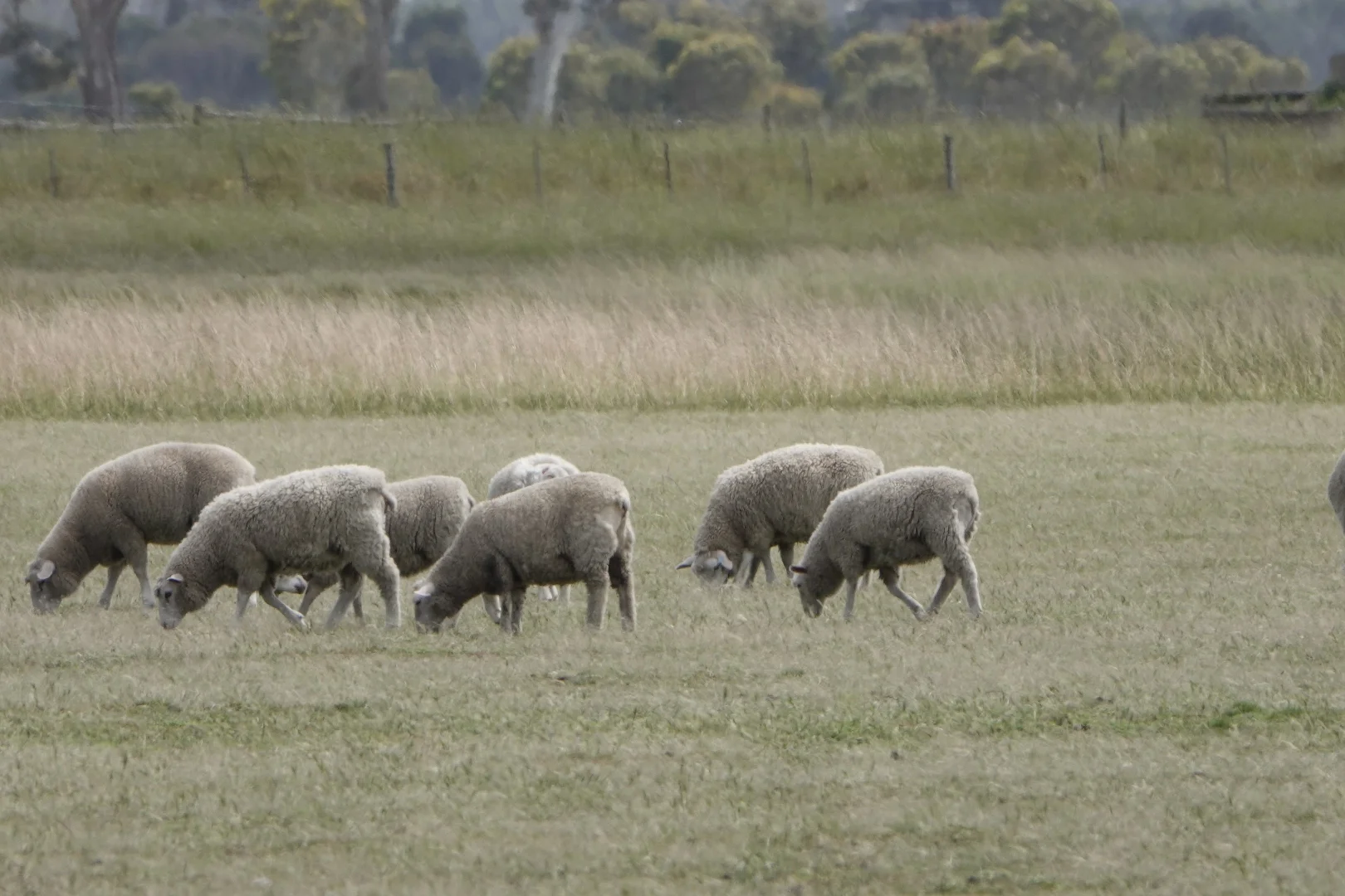 Additional image 8 of 820 Border Road, Strathdownie VIC 3312