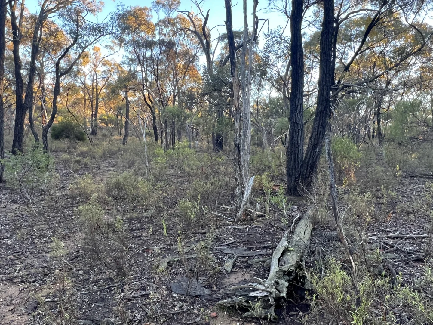 Additional image 10 of 373 Josephine Drive, Wedderburn VIC 3518