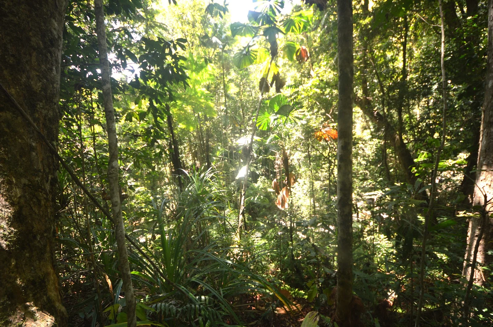 Additional image 15 of 51 Waterfall Place, Jubilee Heights QLD 4860