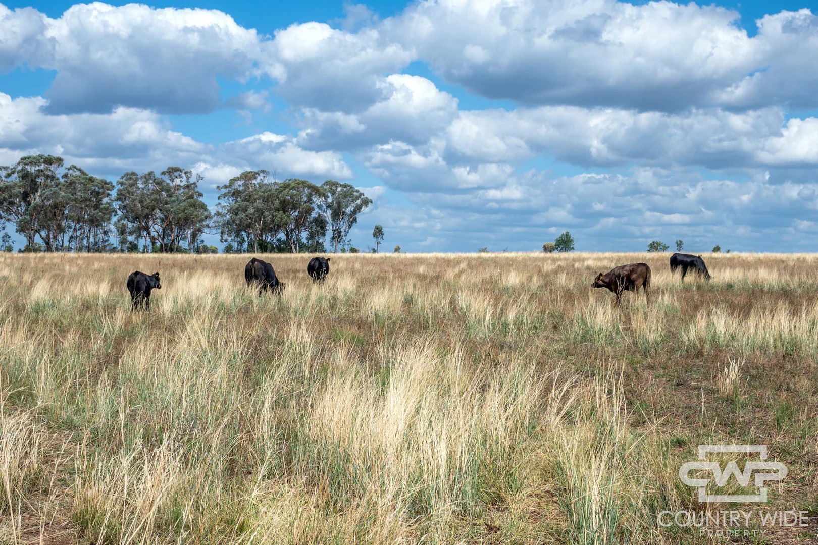 Additional image 5 of 1975 Nullamanna Road, Inverell NSW 2360