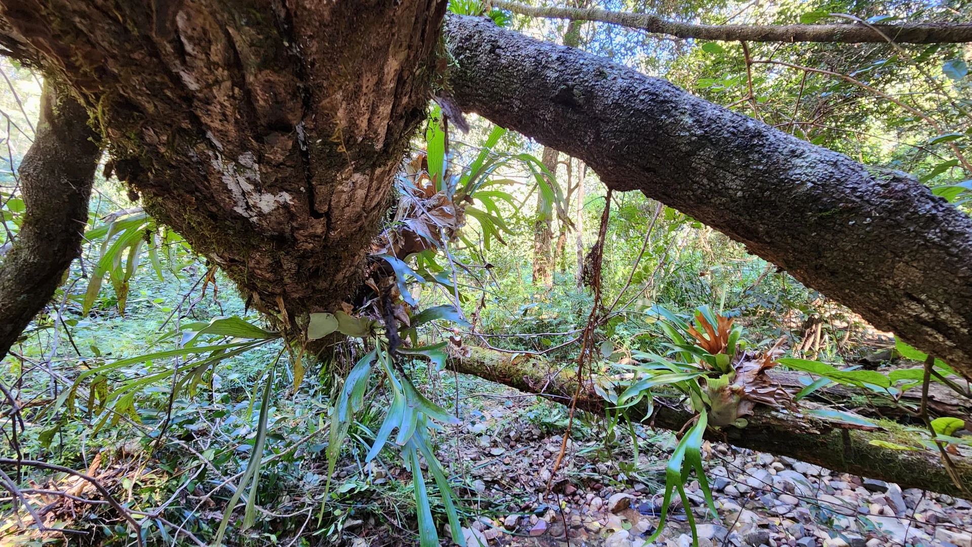 Additional image 10 of 427 Shaws Road, Hollisdale NSW 2446