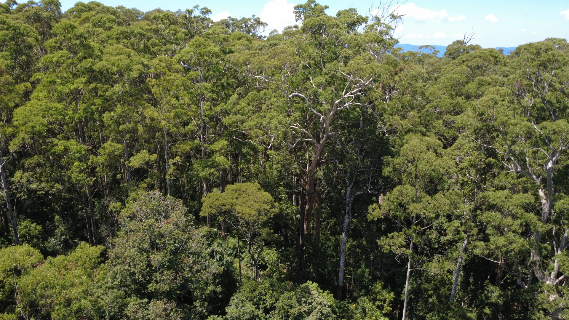 Additional image 21 of Baxters Ridge Road, Gloucester NSW 2422