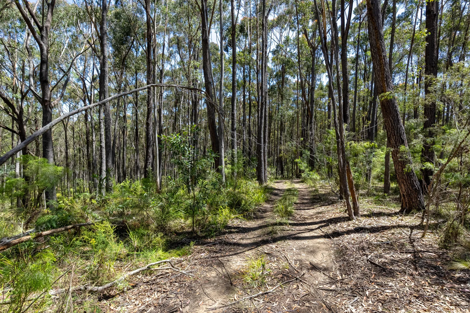 Additional image 15 of 1824 Mount Darragh Road, Wyndham NSW 2550