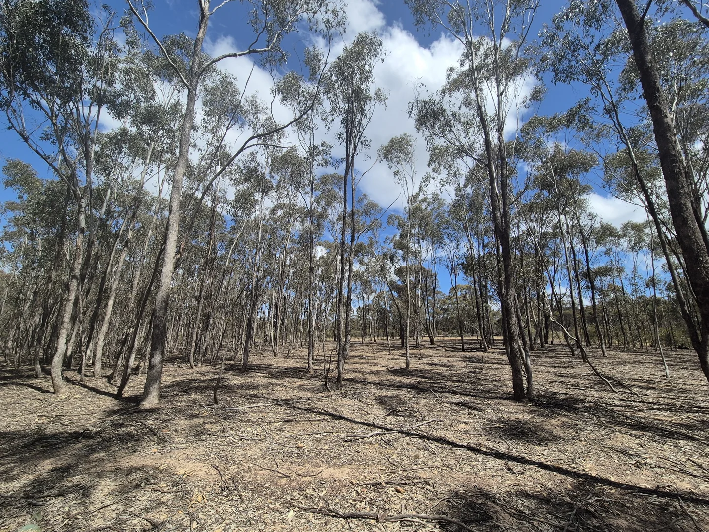 Additional image 4 of Lot 3 Gellibrand Tonks Road, Earlston VIC 3669