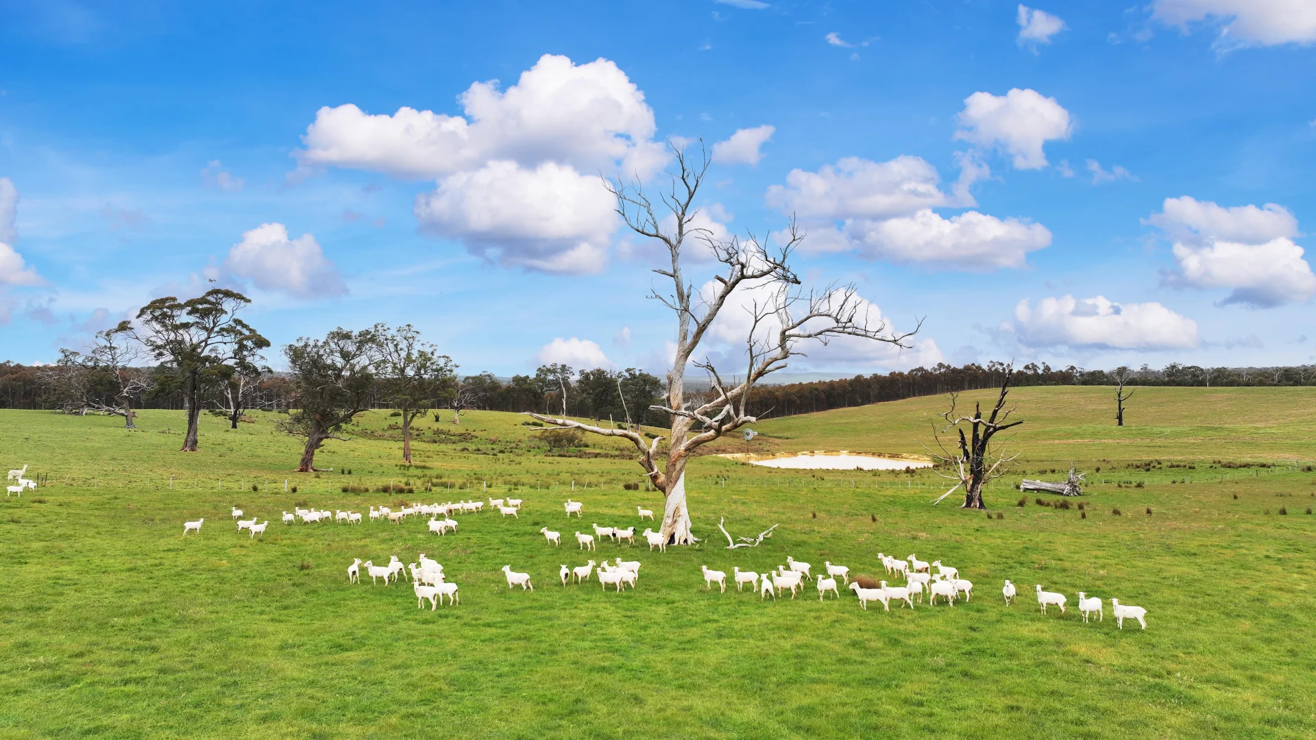 Additional image 29 of 316 Pryors Road, Scotsburn VIC 3352