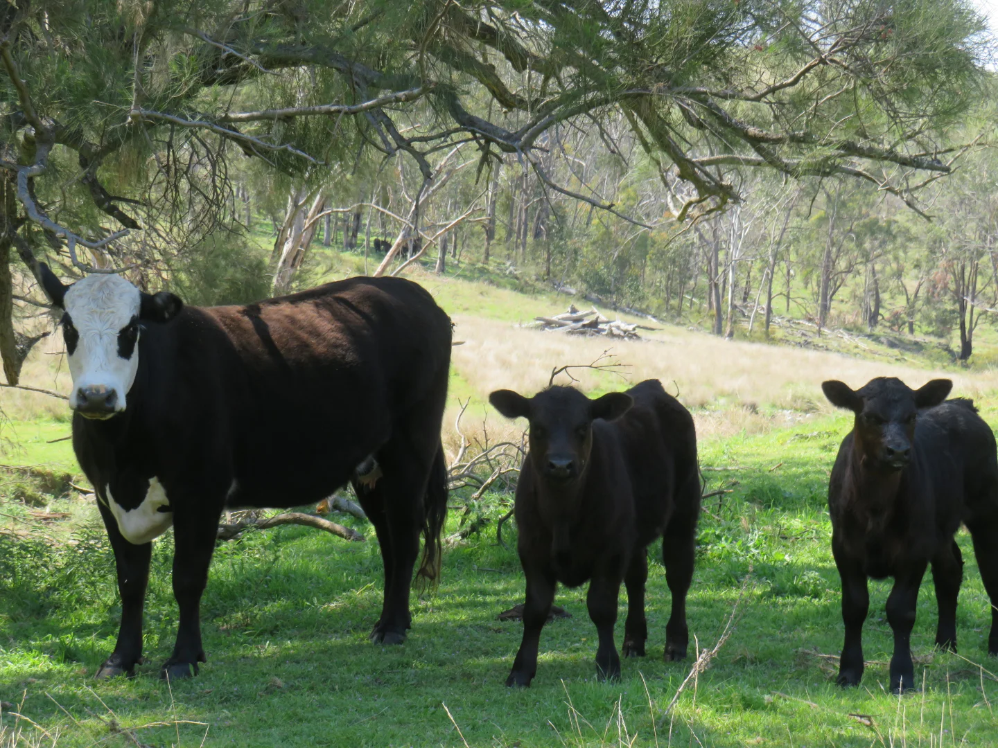 Additional image 17 of "Arawa" 2388 Campfire Road, Walcha NSW 2354