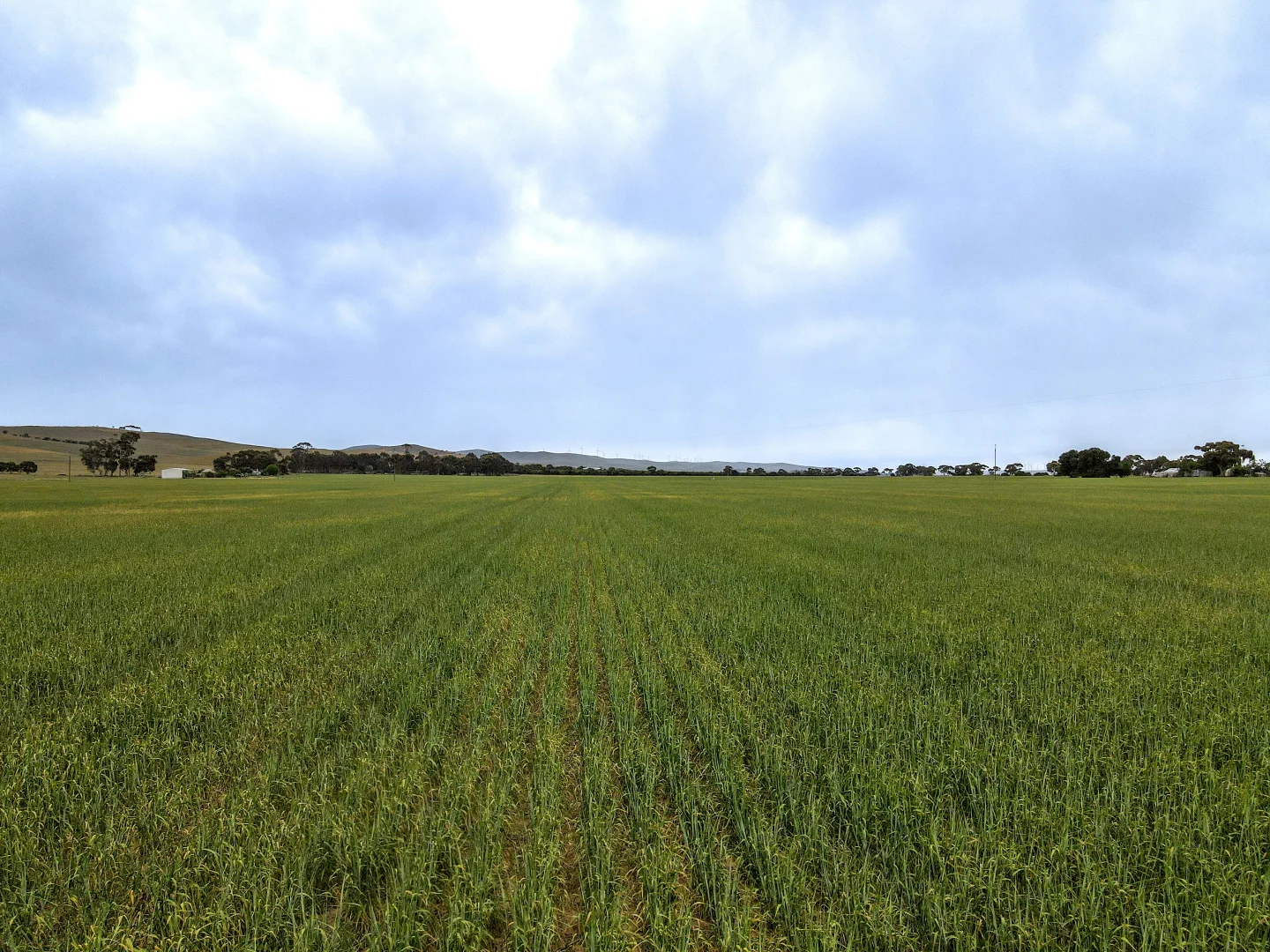 Additional image 3 of 'Lucerne Park' Booborowie Rd, Booborowie SA 5417