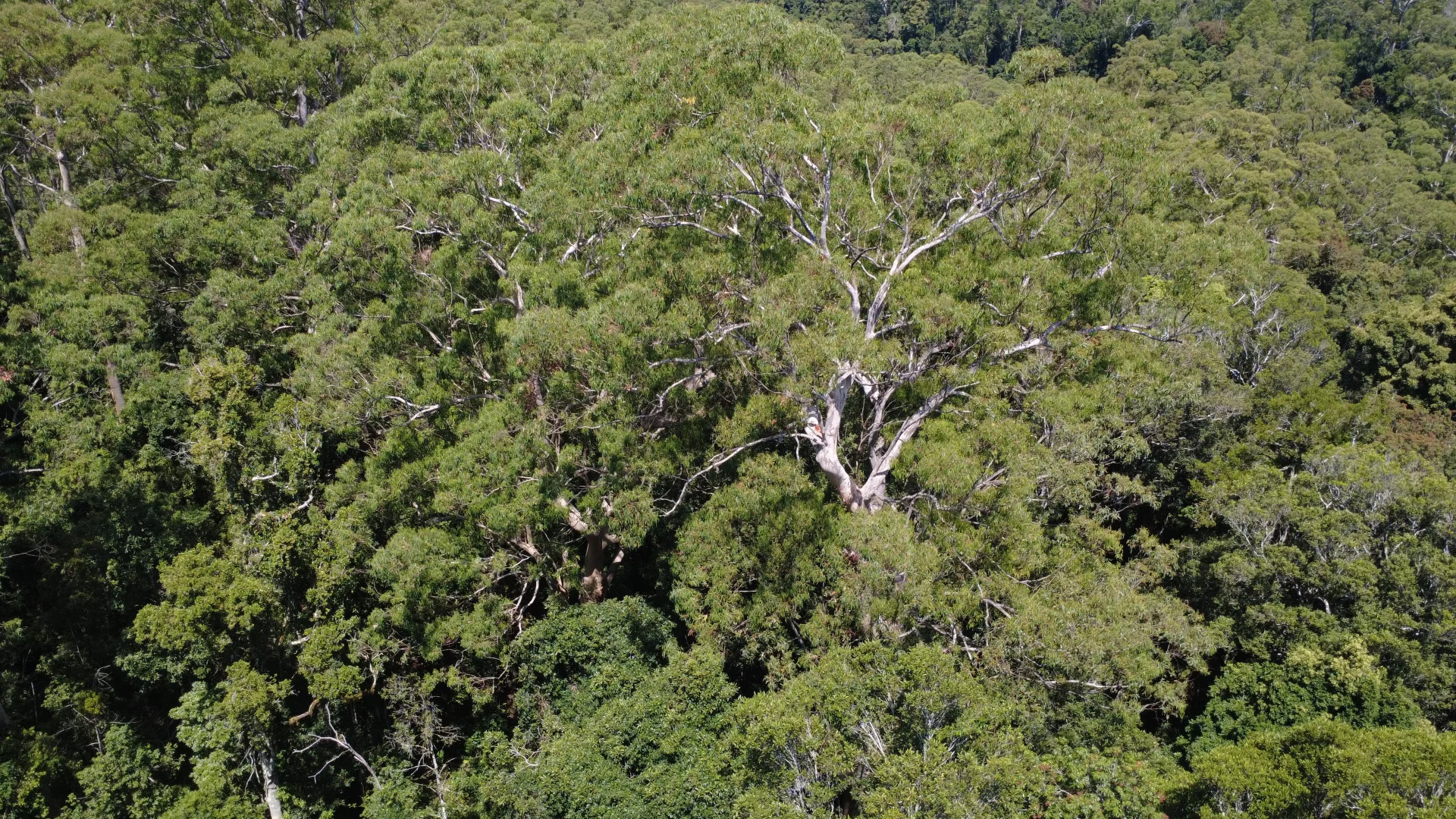 Additional image 22 of Baxters Ridge Road, Gloucester NSW 2422