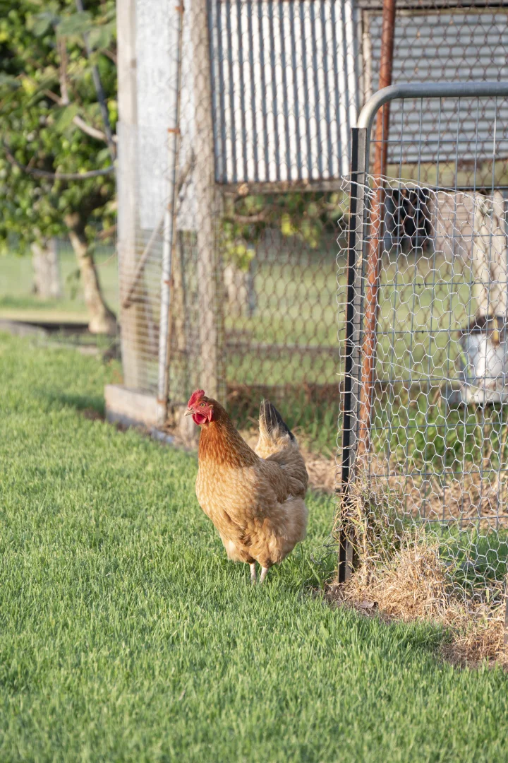 Additional image 31 of 25 Swan Street, Hinton NSW 2321