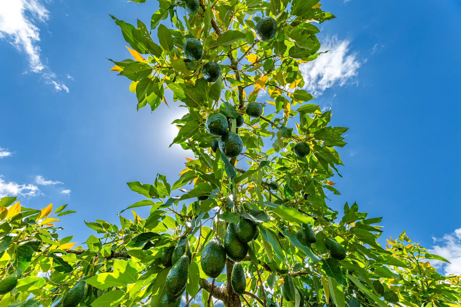 Additional image 2 of 807 Pine Creek Road, Givelda QLD 4670