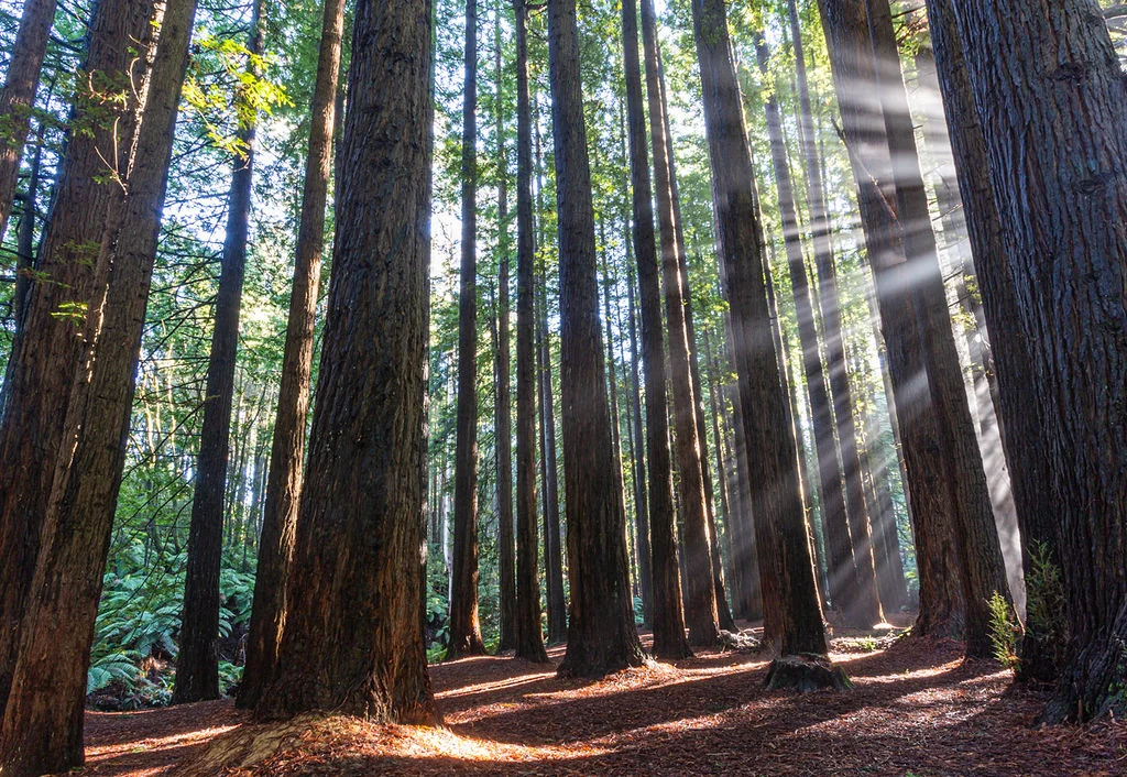Additional image 16 of 33-39 Great Ocean Road, Lavers Hill VIC 3238