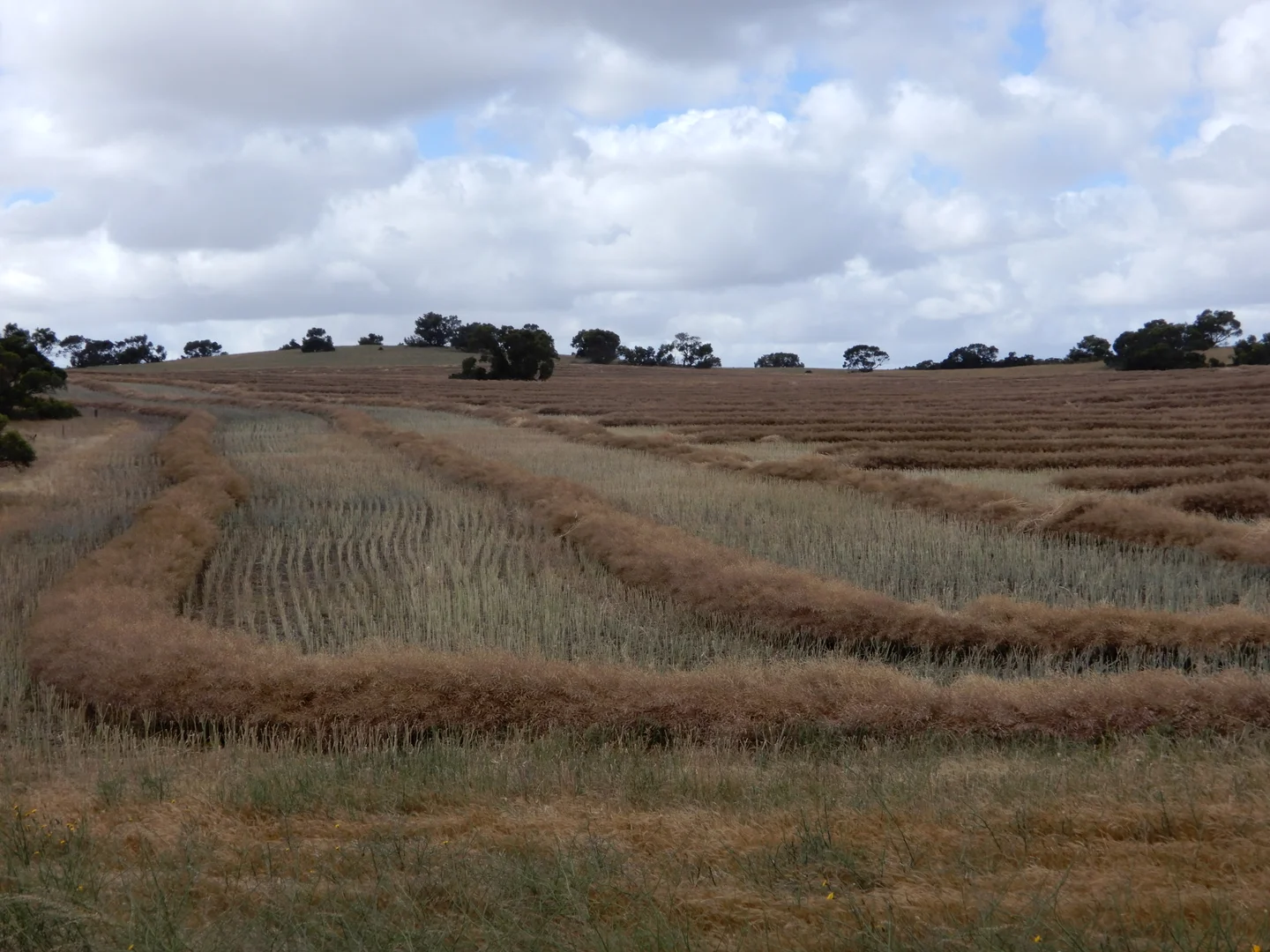 Additional image 14 of 33 Lutze Road, Coonalpyn SA 5265