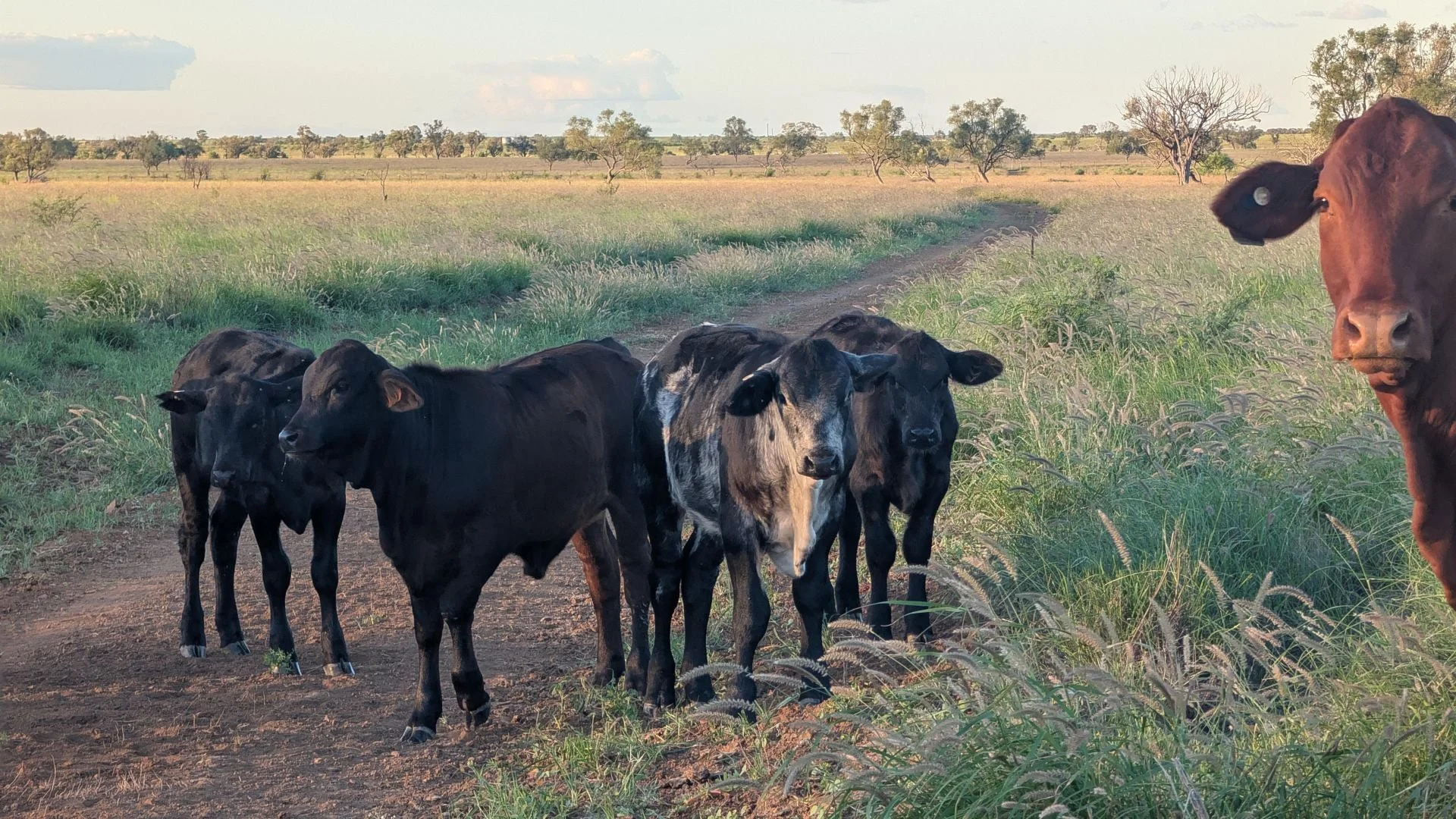 Additional image 12 of 1970 Saltern Creek Road, Barcaldine QLD 4725