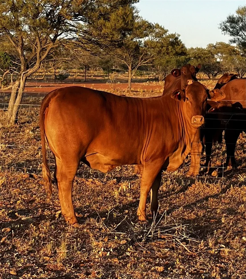 Additional image 23 of Meka Station, Yalgoo WA 6635