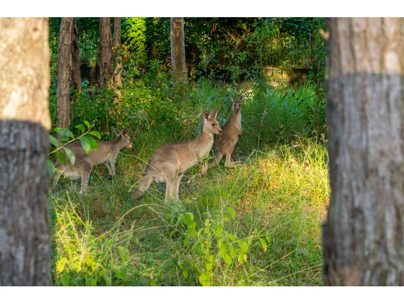 Additional image 12 of Lot 2 The Address, Brookwater QLD 4300