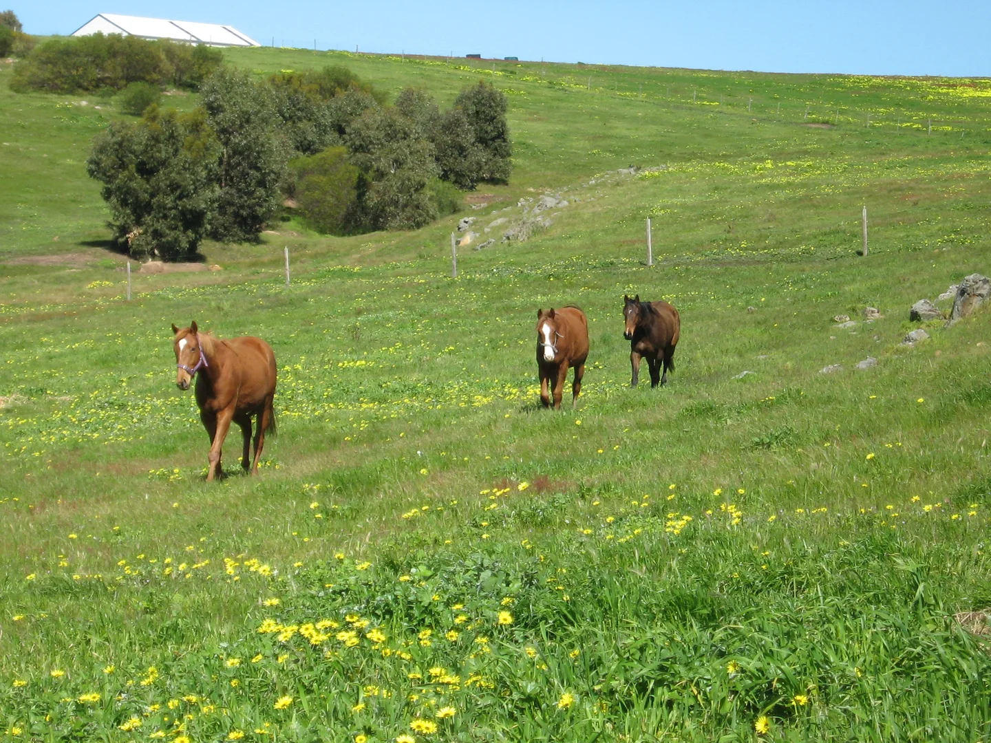 Additional image 12 of 7 Hidden Valley Lane, Boston SA 5607
