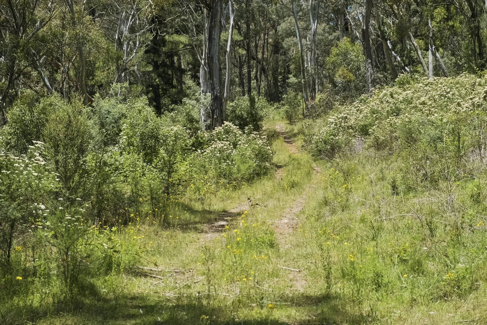 Additional image 5 of 321 Log Bridge Creek Road, Wee Jasper NSW 2582