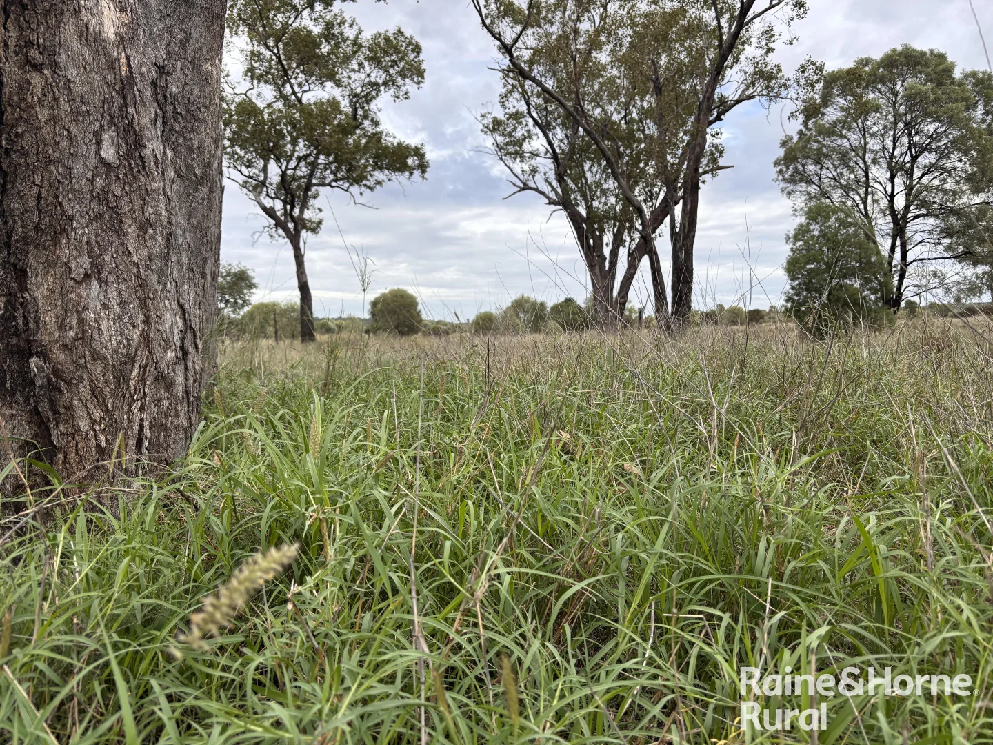 Additional image 13 of 1148 Nalpa Downs Road, Mitchell QLD 4465