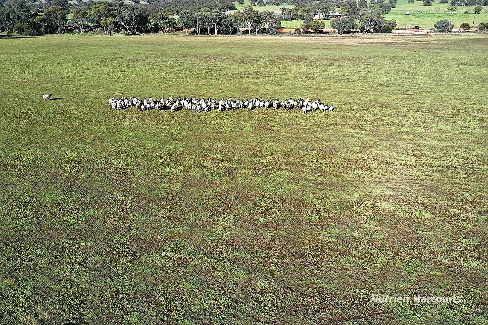Additional image 43 of 967 Northam-Toodyay Road, Katrine WA 6401