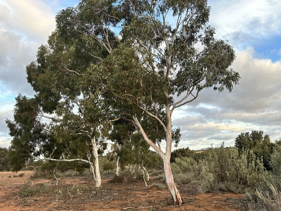 Additional image 5 of Section 15 Glynn Road, Minbrie SA 5602