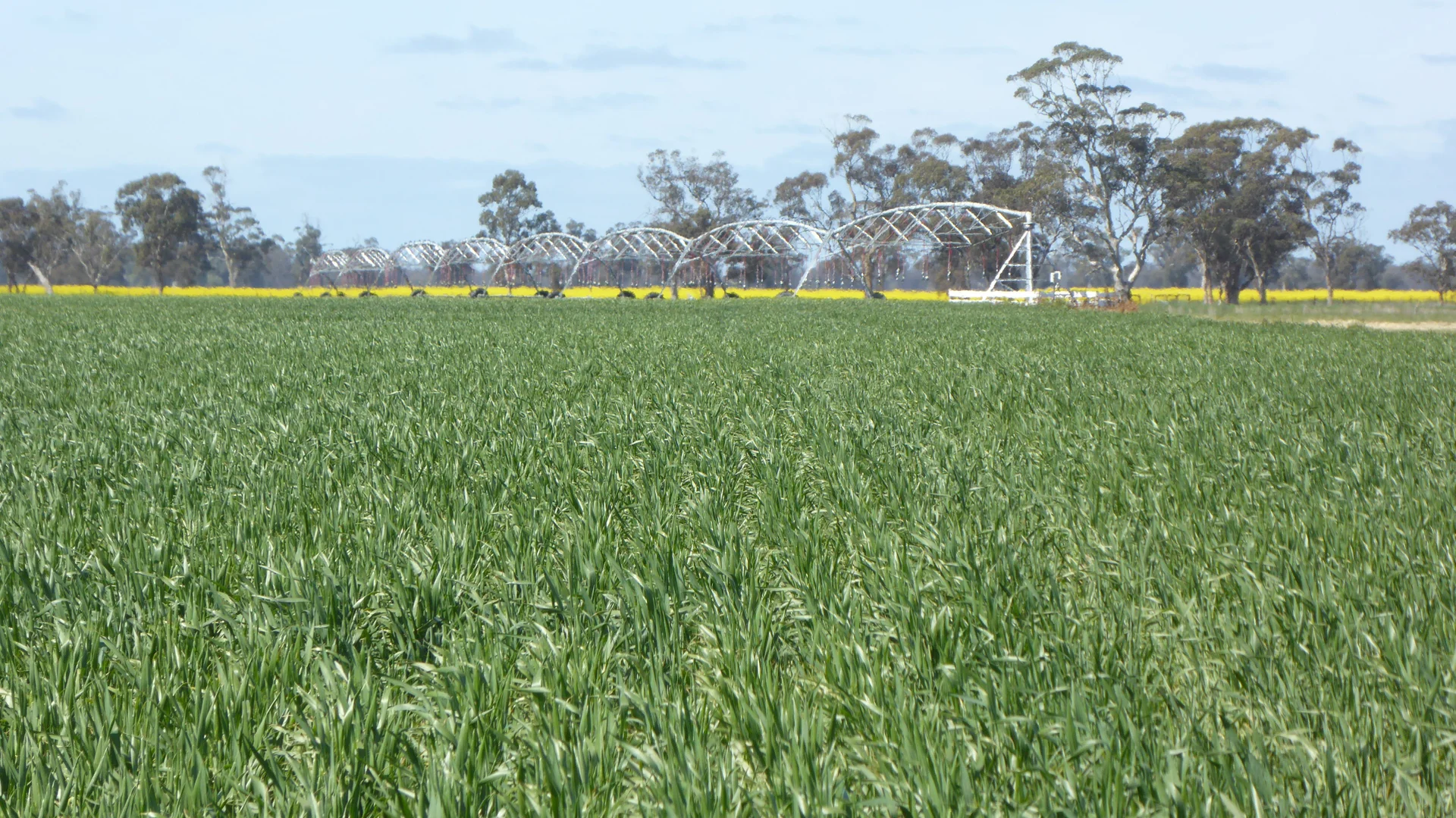 Additional image 13 of 139 Packer Road, Bordertown South SA 5268