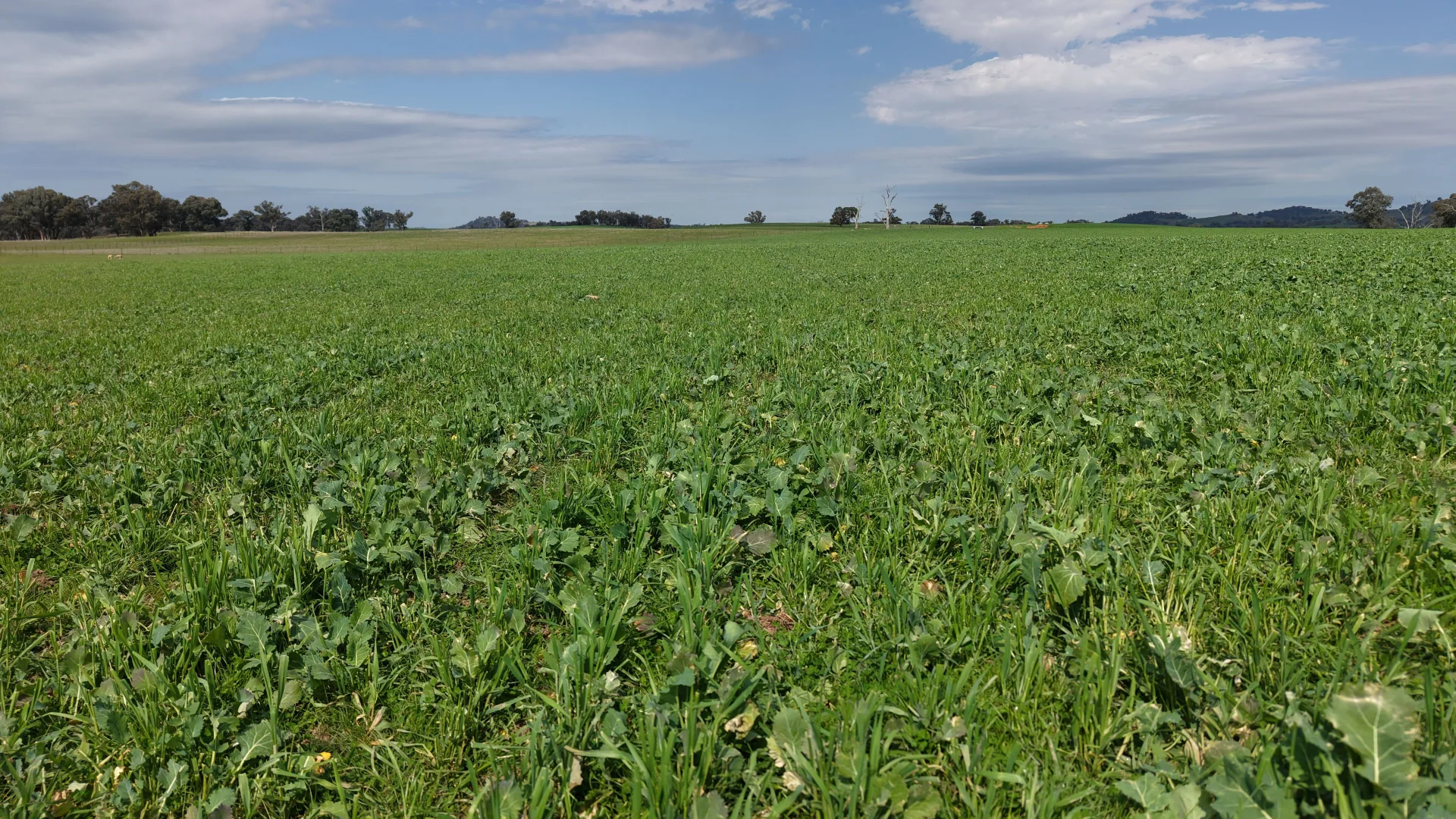 Additional image 8 of Dicksons, 0 Bennett Springs Road, Cowra NSW 2794