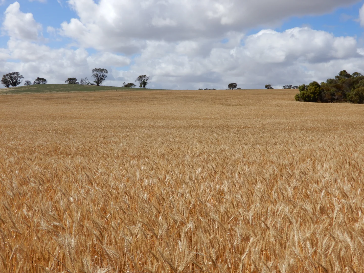 Additional image 3 of 33 Lutze Road, Coonalpyn SA 5265