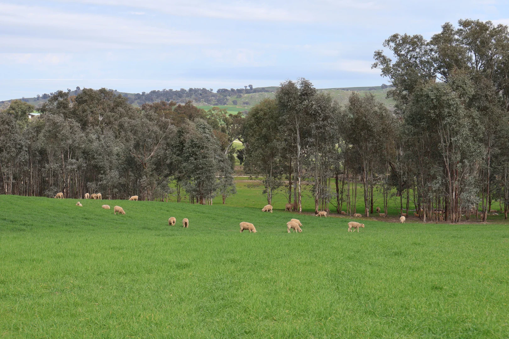 Additional image 11 of Dicksons, 0 Bennett Springs Road, Cowra NSW 2794