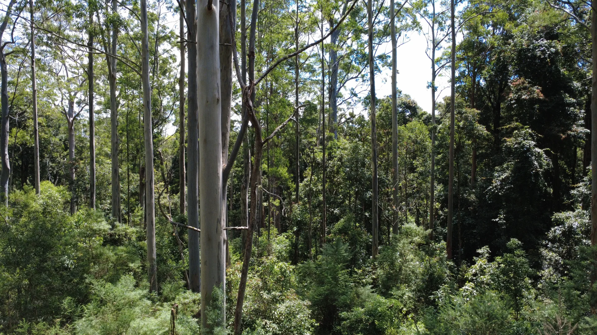 Additional image 4 of Baxters Ridge Road, Gloucester NSW 2422