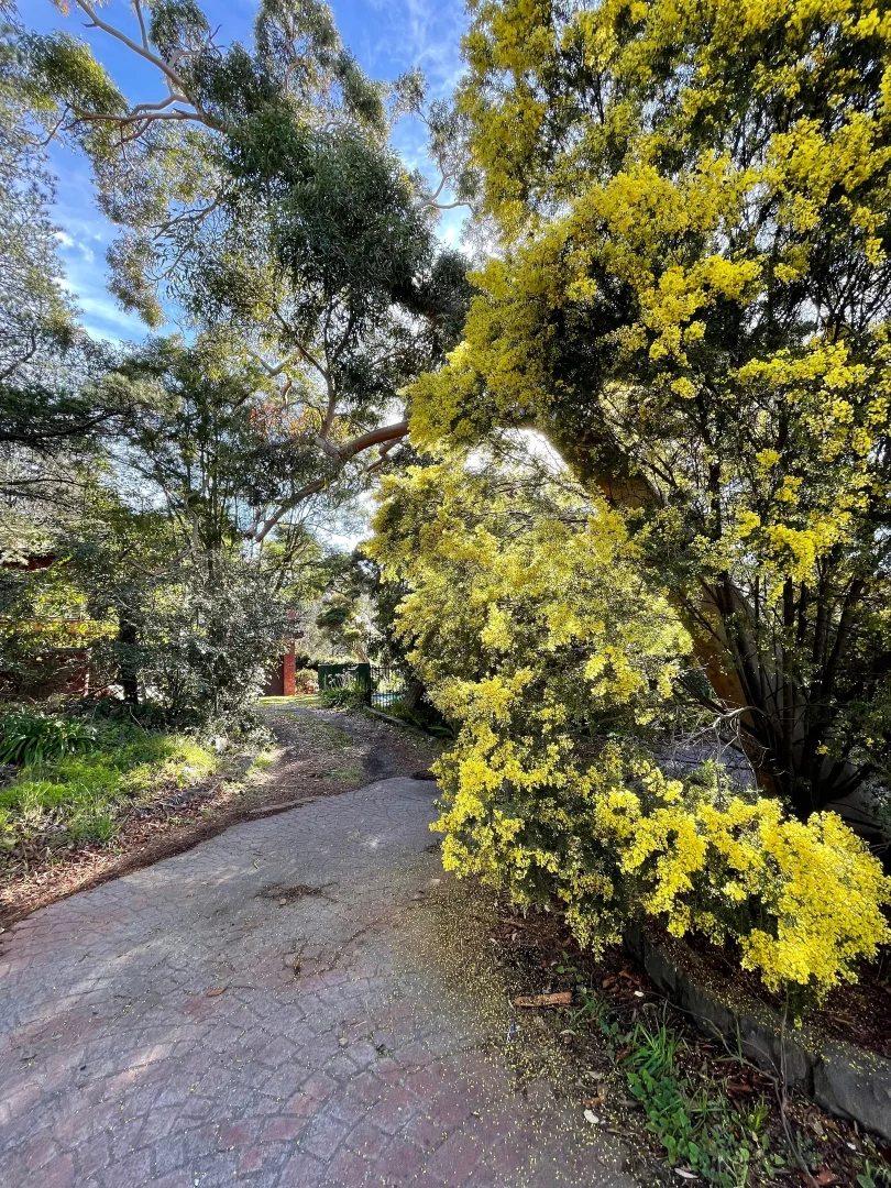 Additional image 23 of 6 MOZART CIRCLE, Donvale VIC 3111