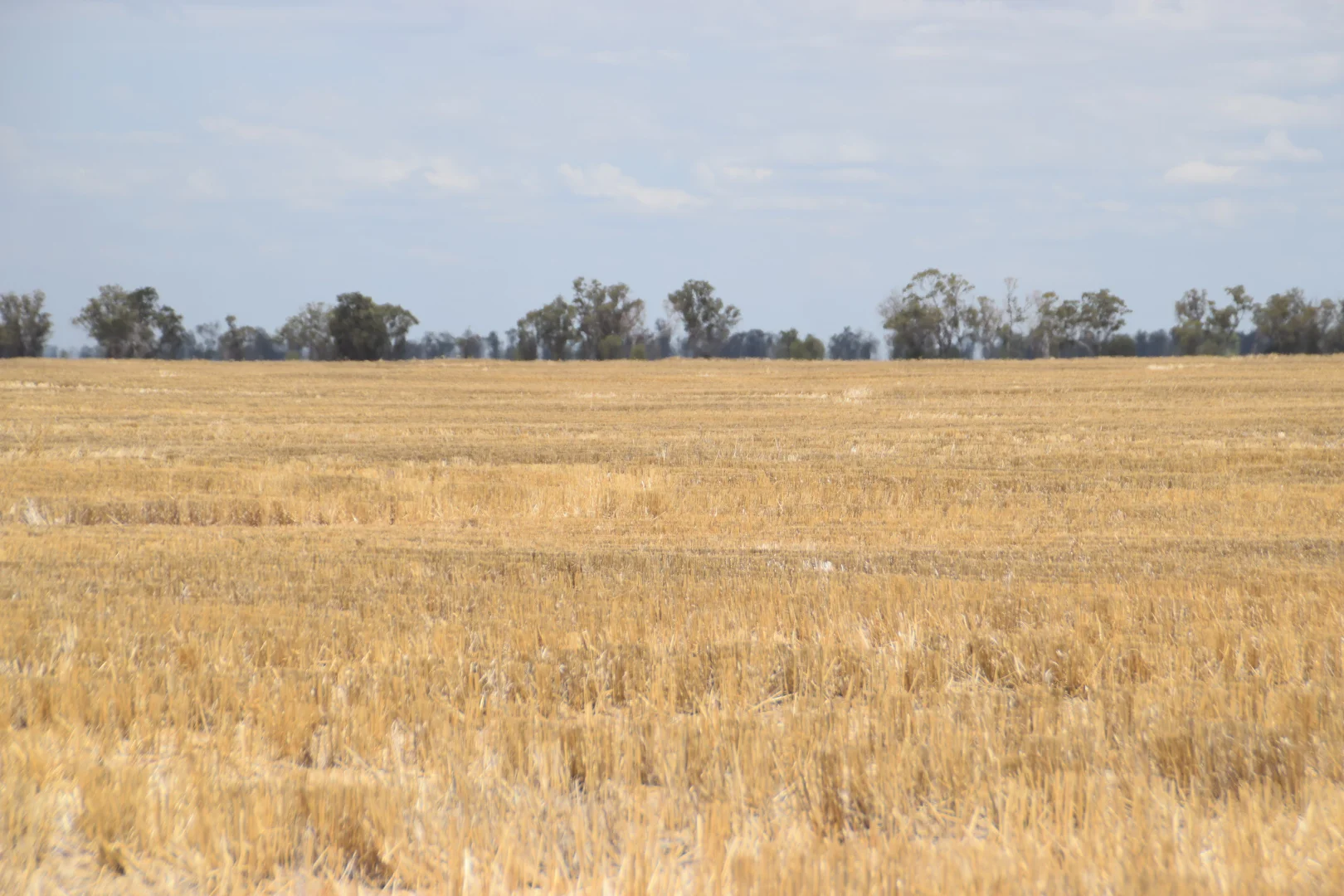 Additional image 30 of 'The Pines' 211 Dicks Camp Road, Collie NSW 2827