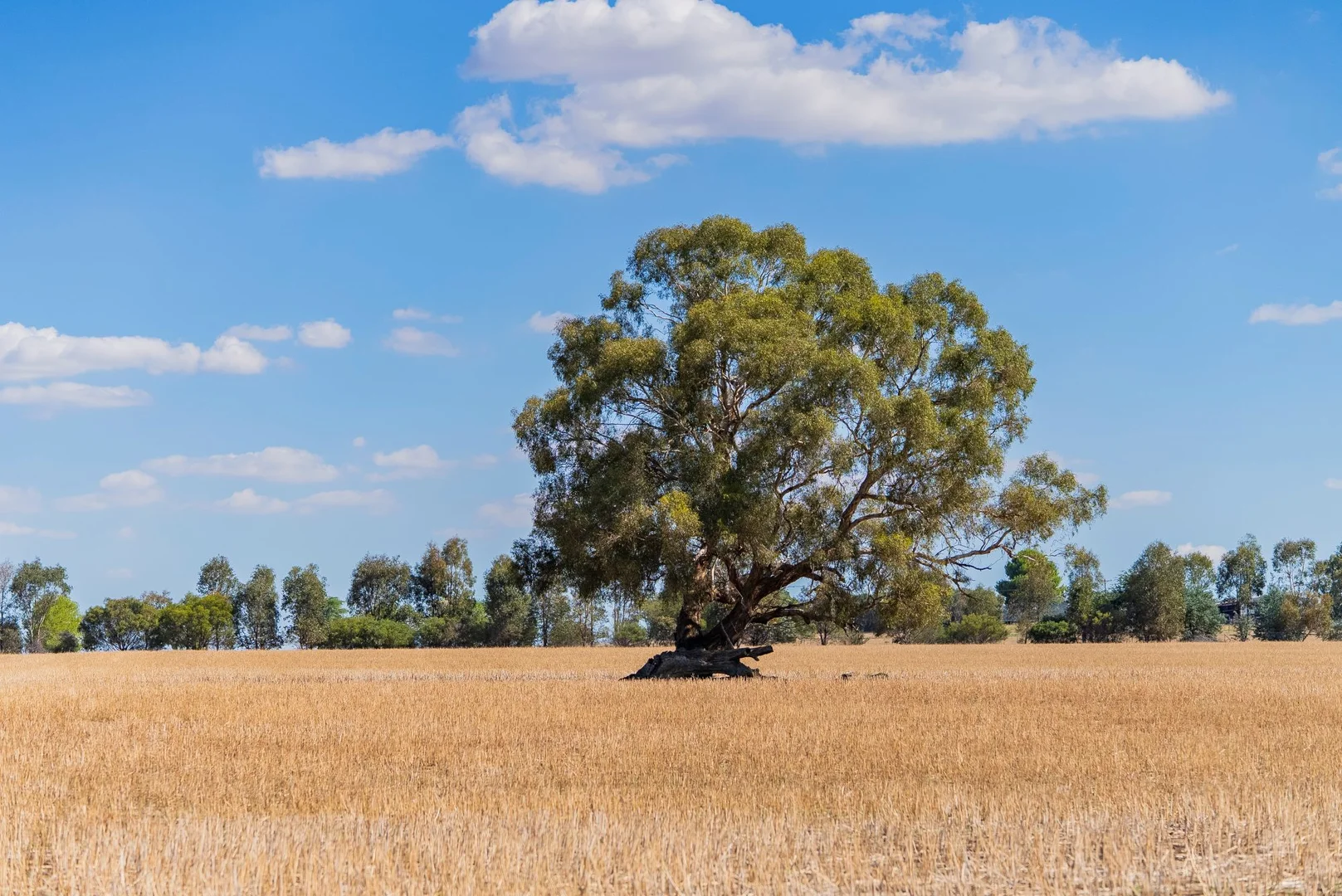 Additional image 29 of 226 Cloughs Road, Wagga Wagga NSW 2650