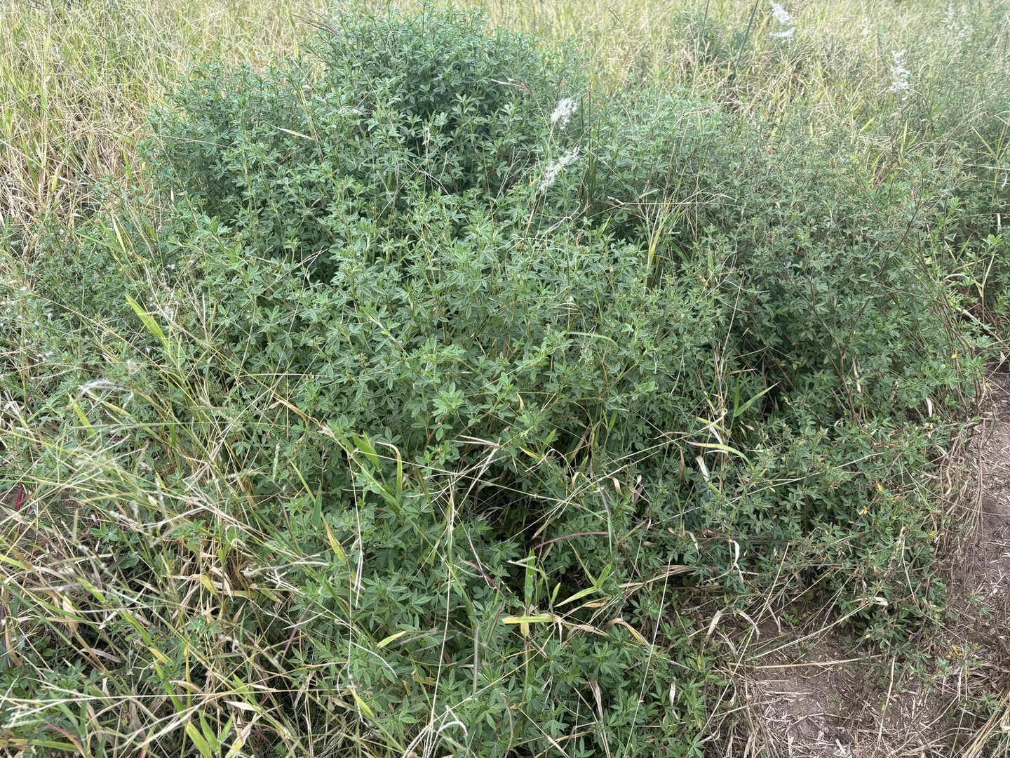 Additional image 33 of 124 Lee Farm Road, Bushley QLD 4702