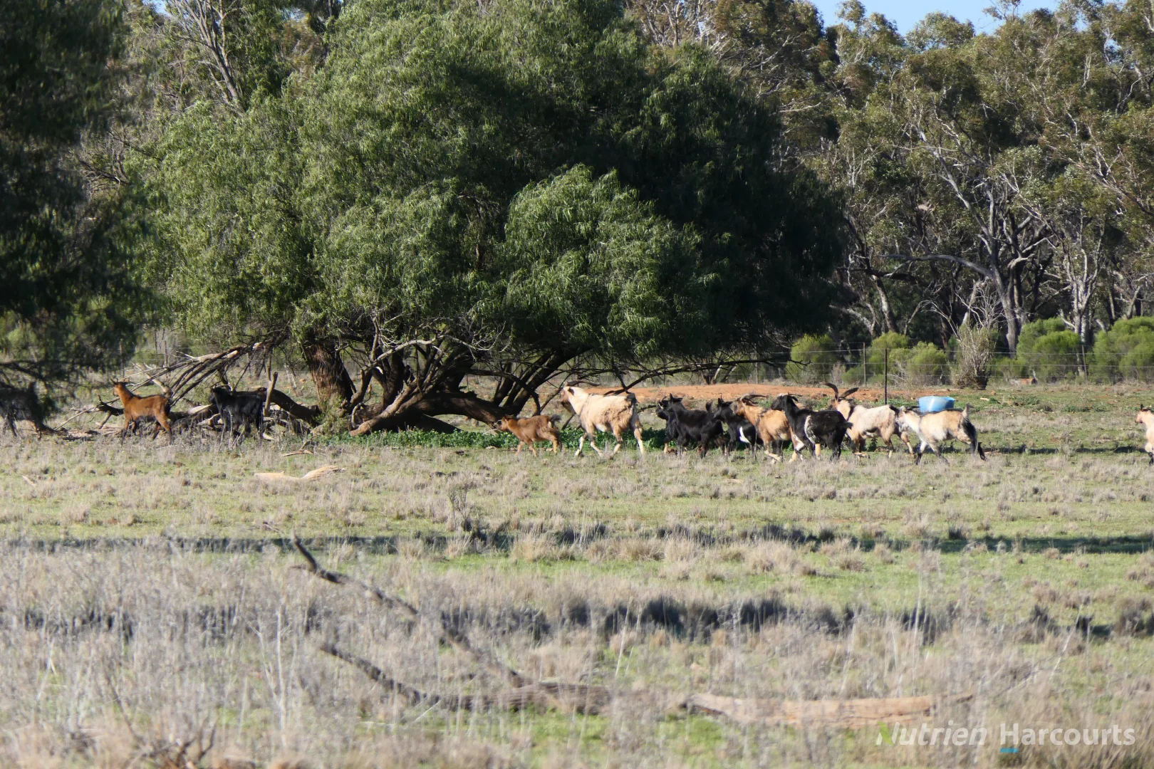 Additional image 14 of * YARRANVALE, Nymagee NSW 2831