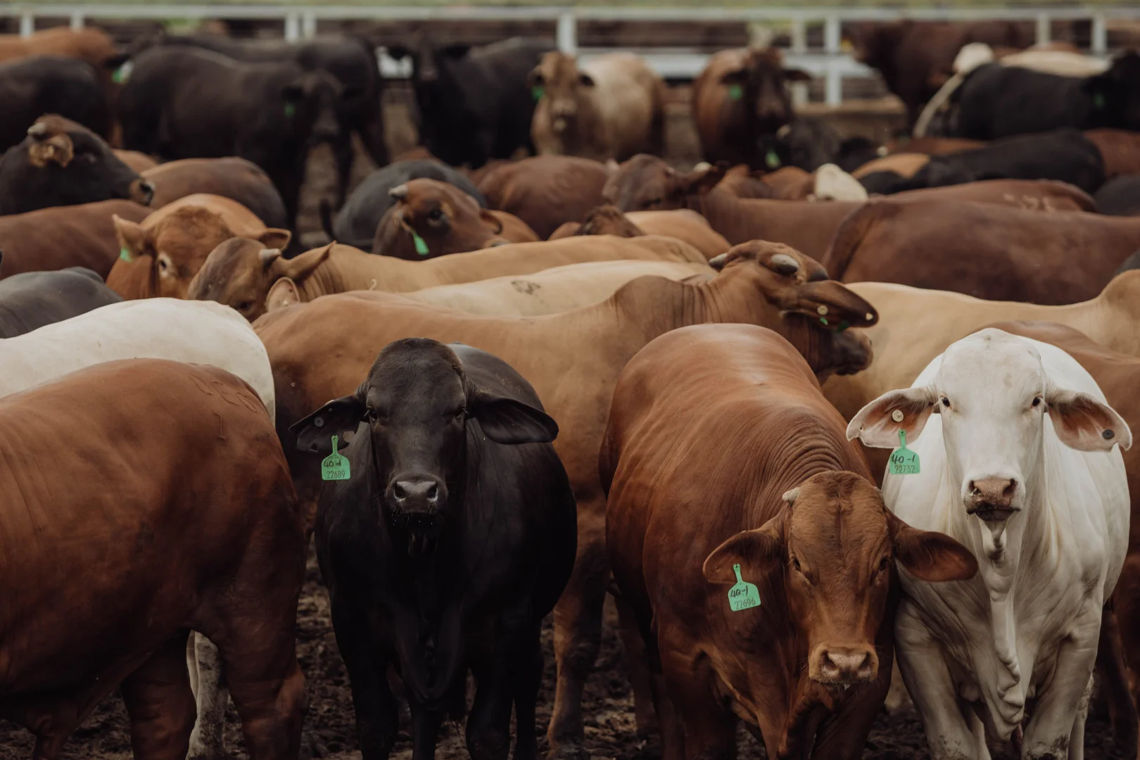 Additional image 4 of Springsure QLD 4722