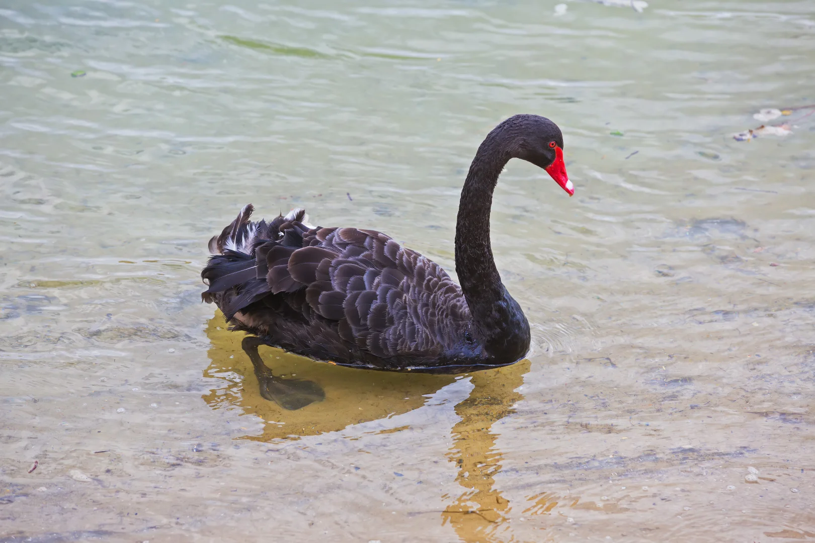 Additional image 18 of 2/16 Broadmeadows Road, Maroochydore QLD 4558