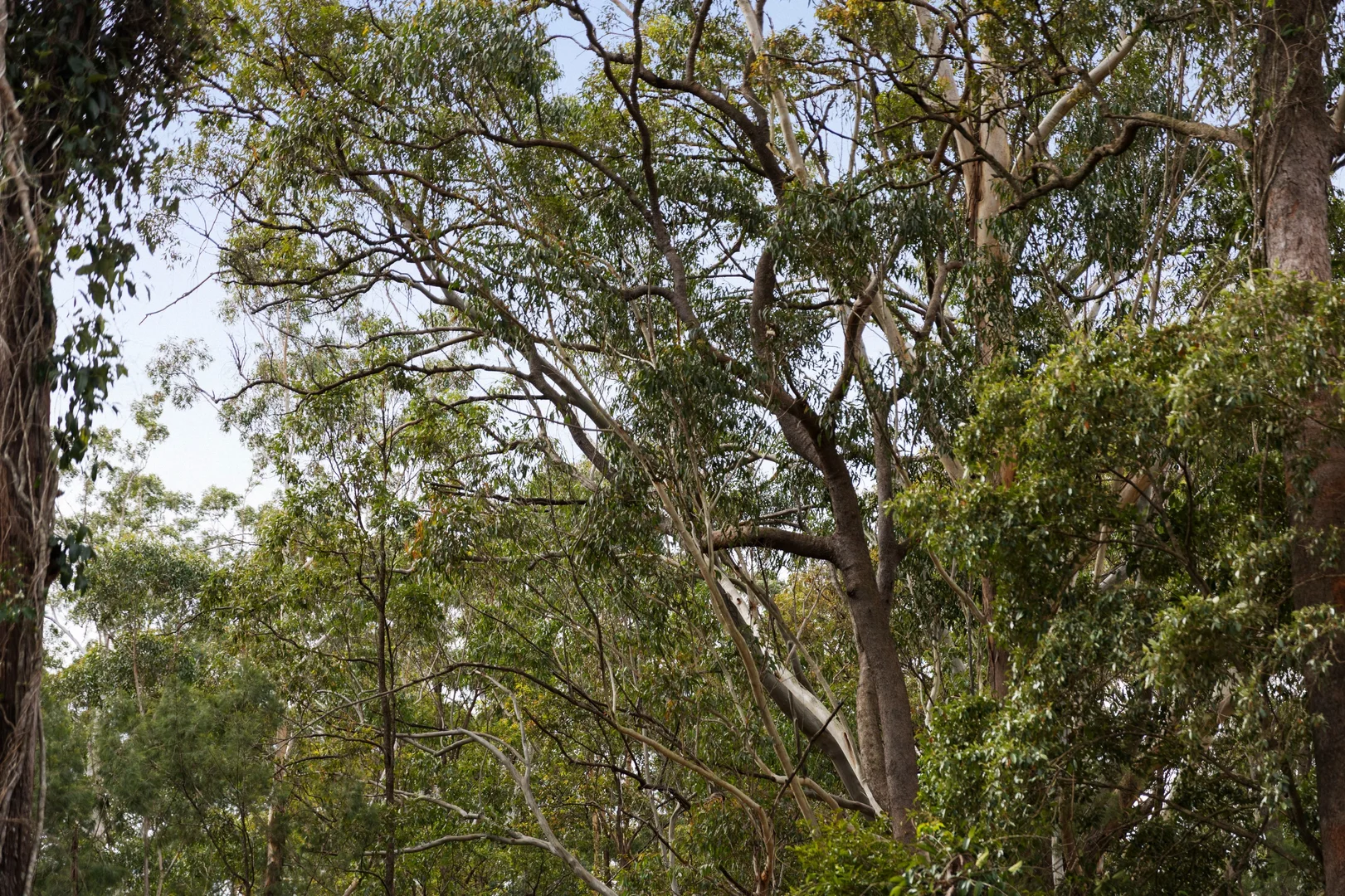 Additional image 16 of Lot 107 Mahs Court, Highfields QLD 4352