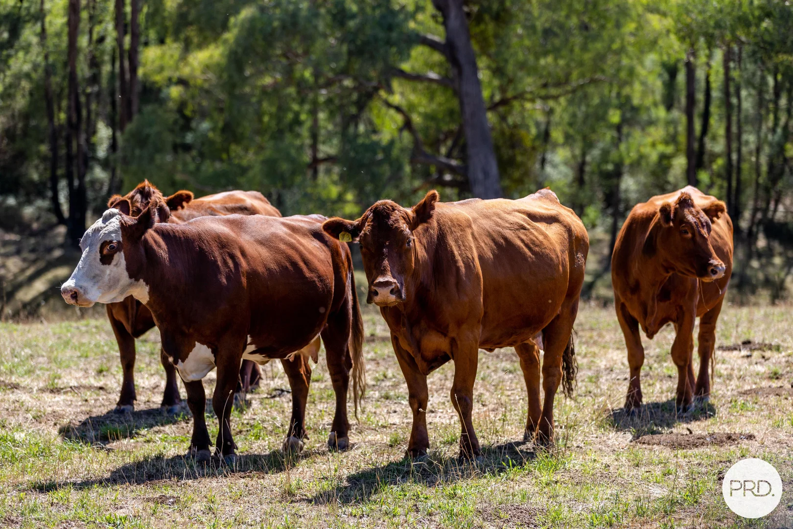 Additional image 4 of 1100 Batlow Road, Tumbarumba NSW 2653