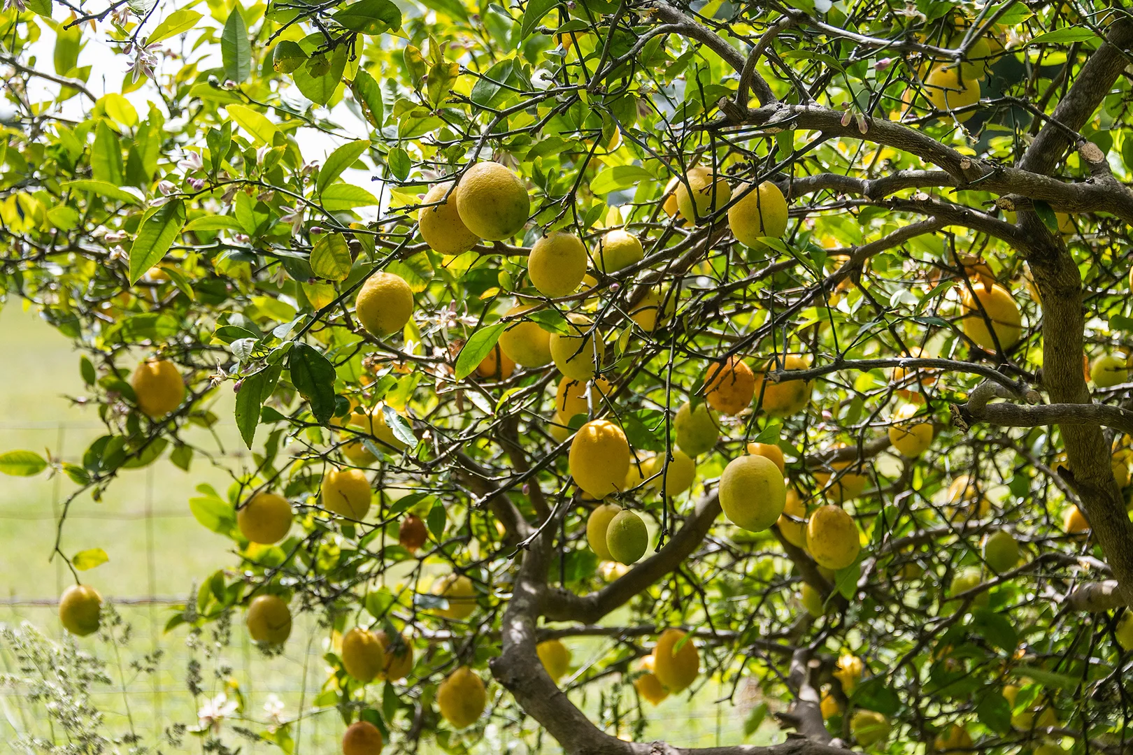 Additional image 15 of 85 Ringwood Road, Exeter NSW 2579