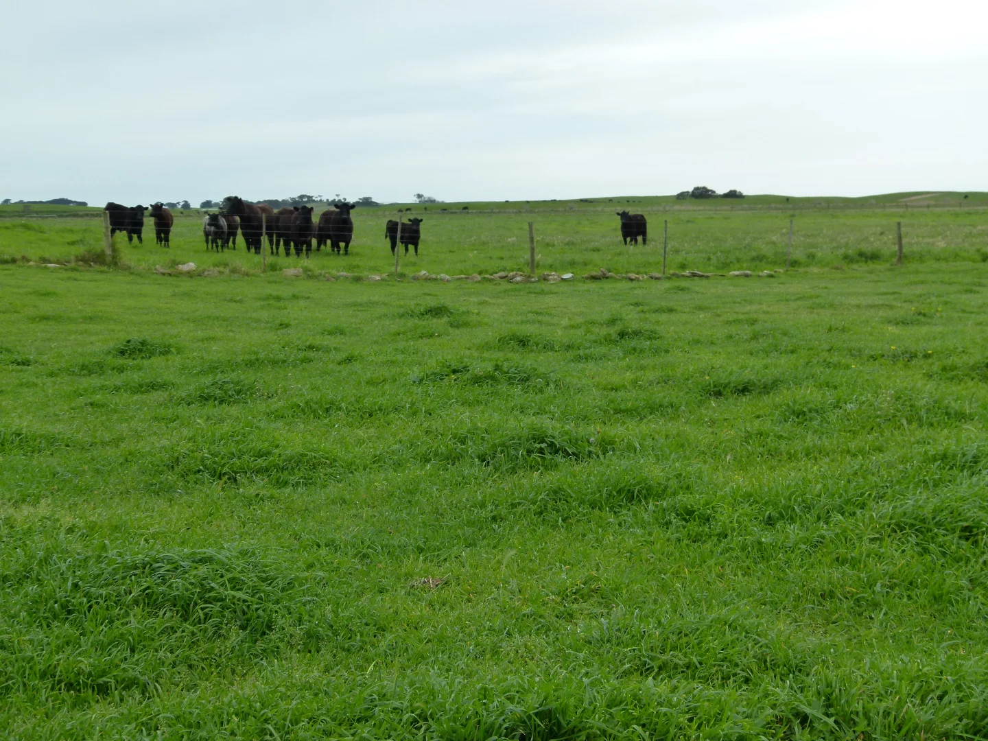 Additional image 21 of 1683 Canunda Frontage Road, Tantanoola SA 5280