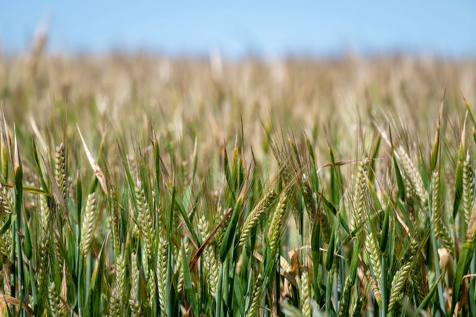 Additional image 4 of Three Mile Road, Vectis VIC 3401