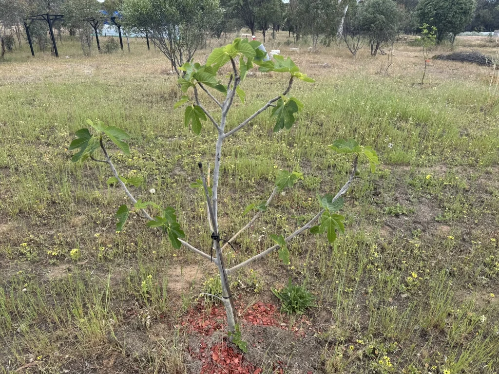 Additional image 11 of Lot 451 Vincent Street, Beverley WA 6304