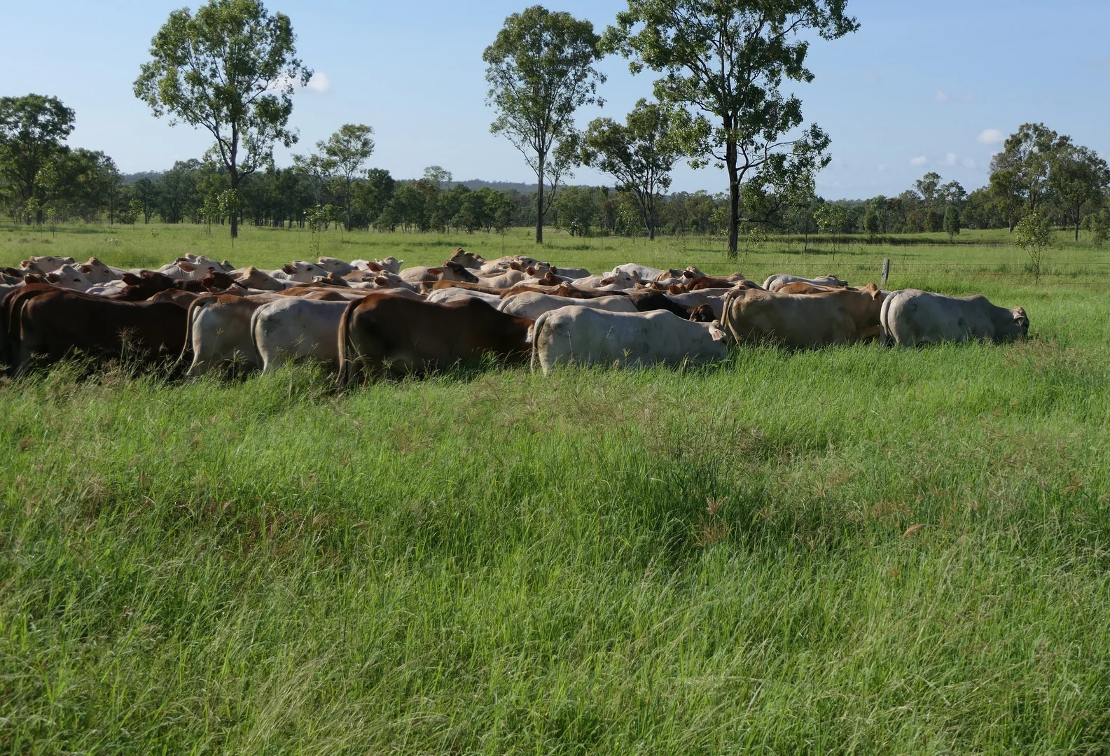 Additional image 6 of 'Aura Park' North Pattens Road, Boynewood, Mundubbera QLD 4626