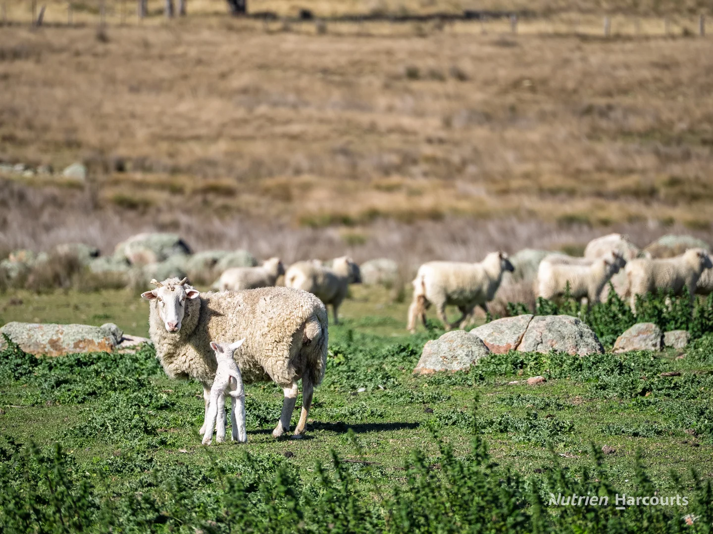 Additional image 31 of 206 - 208 Rocky Glen Road, Kingstown NSW 2358